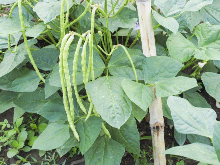 🌱 متوفر لوبيا الرياض F1 – Cowpea Riyadh F1 🌱
صنف مميز من اللوبيا الطويلة الهجينة يتميز بقوة النمو والإنتاجية العالية، مناسب للزراعة المكشوفة والبيوت البلاستيكية، ويعطي قرون طويلة ناعمة ذات لون أخضر جذاب وتسويق ممتاز.

اشتركو في كروب تجهيزات ازرع متخصص في عرض اجود انواع البذور والاسمدة والمبيدات

رابط الصفحة
https://www.facebook.com/share/g/17mLpgxicF/
أهم المواصفات:
✔️ هجين F1 قوي ومتجانس
✔️ نمو سريع وتحمل جيد للحرارة
✔️ إنتاج وفير ومستمر لفترة طويلة
✔️ قرون طويلة مستقيمة ذات جودة عالية
✔️ لون أخضر فاتح مرغوب بالسوق
✔️ مناسب للنقل والتسويق
✔️ نسبة إنبات ونقاوة عالية
مميزات الصنف:
🔸 عقد ممتاز حتى بالأجواء الحارة
🔸 مقاومة جيدة للإجهاد والظروف الجوية
🔸 يصلح للزراعة الربيعية والصيفية
🔸 إنتاج اقتصادي وربحية ممتازة للمزارع
طريقة الزراعة:
📌 يزرع مباشرة بالبذور
📌 مسافة الزراعة بين النباتات 20–30 سم
📌 يحتاج تسميد متوازن وري منتظم
📌 يبدأ الإنتاج خلال فترة قصيرة مع العناية الجيدة
الاستخدام:
🥗 يستخدم للاستهلاك الطازج والتسويق المحلي
🌱 مناسب للمزارعين الباحثين عن صنف قوي وإنتاج تجاري ناجح
✨ لوبيا الرياض F1… قوة إنتاج وجودة تسويق في صنف واحد.
مغلف وزن كيلو 
سعر المغلف  ٢٢  الف
يوجد حجز وتوصيل لجميع المحافظات
للحجز/ ***********

