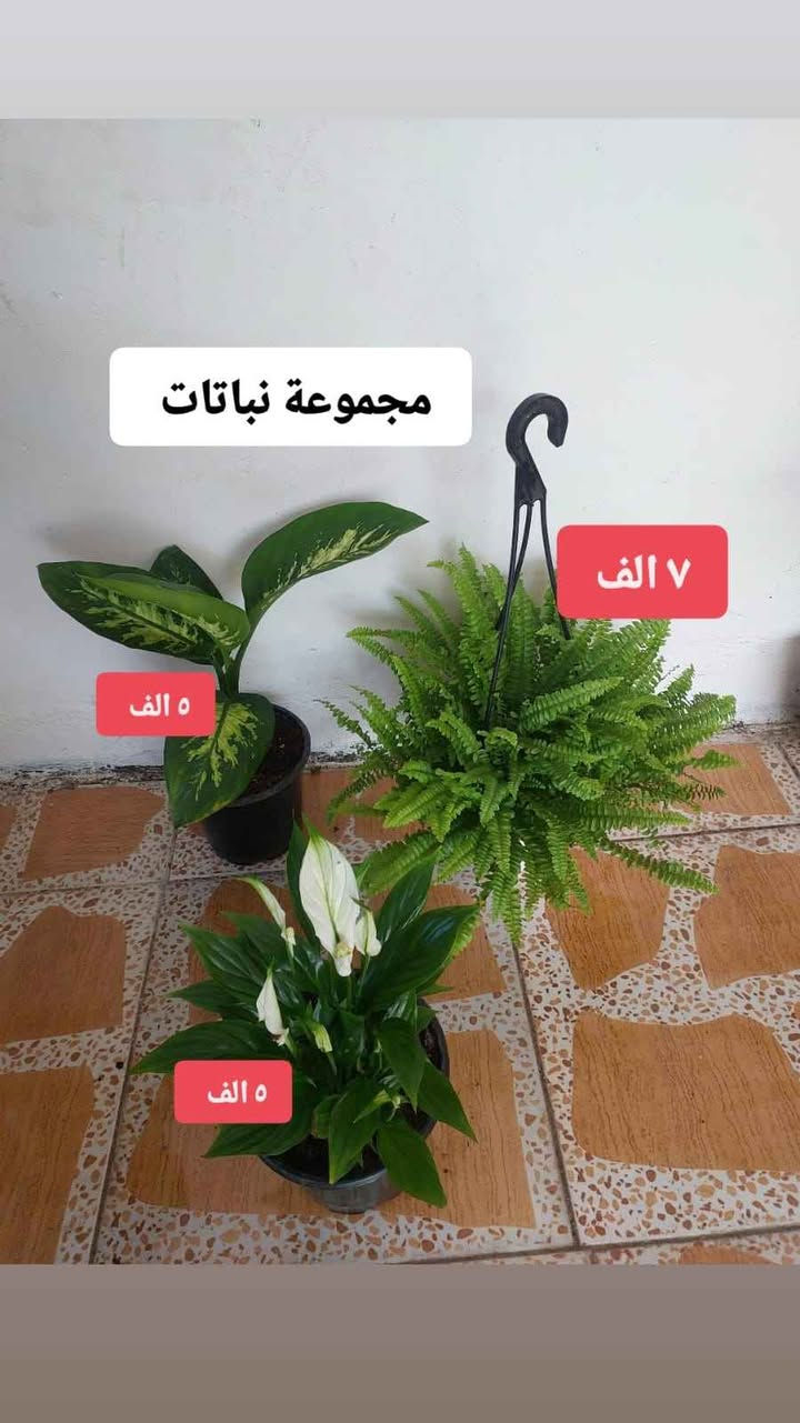 نباتات طبيعية للبيع هولنديه يوجد توصيل جميع محافظات العراق كركوك, العراق


**إذا كنت صاحب هذا الإعلان وتريد حذفه لأي سبب، رجاءا أرسل رسالة إلى الدعم الفني**