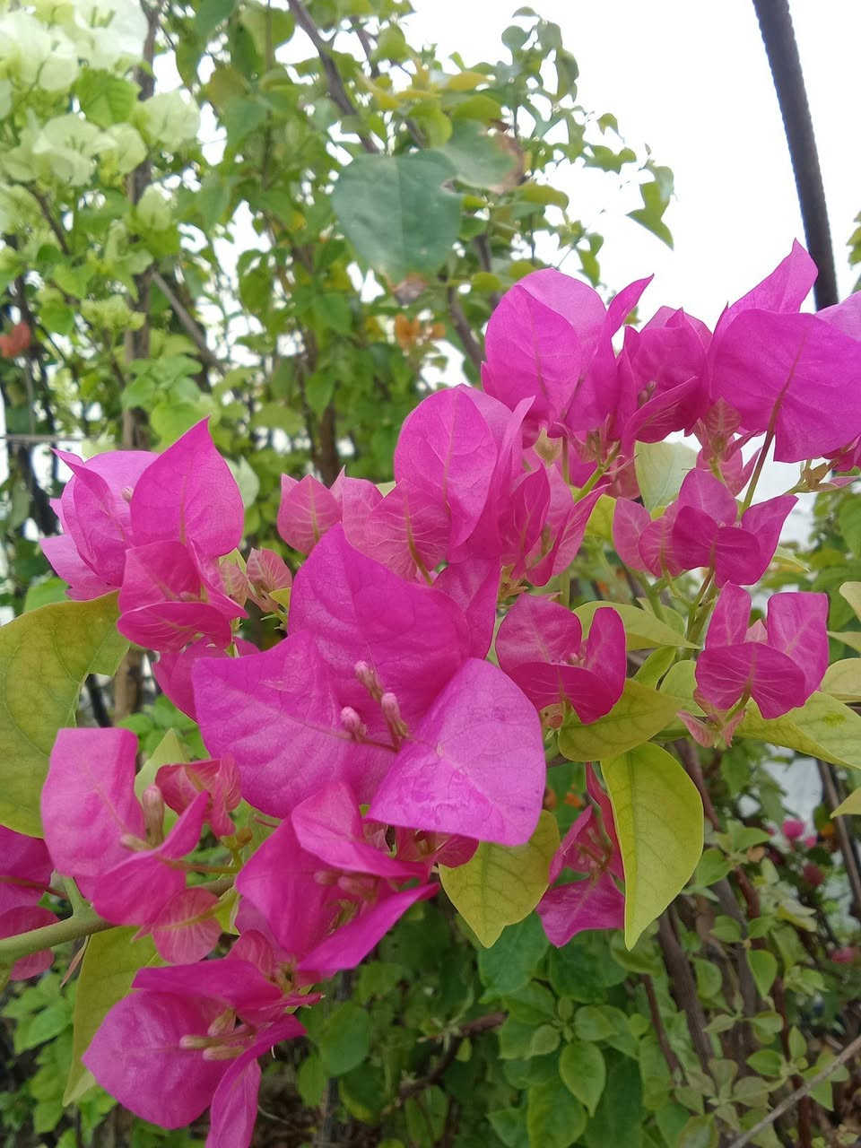 الوان الجهنمية المتوفرة حاليا
السعر ب٤
التوصيل داخل بغداد فقط 
للطلب راسلونا عالرقم التالي ***********واتساب فقط
