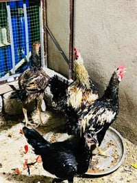 ديك • دجاج • طيور • ديك عربي • ديك هندي • دواجن • للبيع