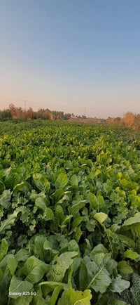 أرض زراعي ٢ دونم مسيجه وبيها بير ماء وبيها رنبه اعلا من السده وبسعر من...