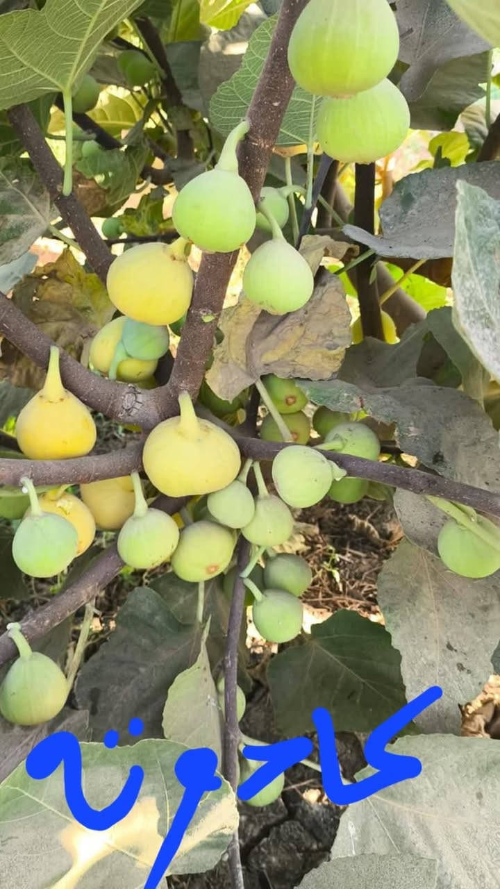 يتوفر لدينا شتلات تين العبيد السعودي
وتين كادوتا الإيطالي.
نتهعد بضمان الصنف لحين الإنتاج.
بيع جمله مفرد اسعار حسب الارتفاع.
ارتفاع أكثر ٥٠سم سعر ٥٠٠٠الف
ارتفاع  اقل ب  ٣٥٠٠.
للحجز والاستفسار الاتصال على الرقم *********** جاسم الخليفاوي العنوان الخالديه شارع العام مقابل بلديه الخالديه
