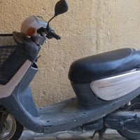 منغولي • ماكس • للبيع