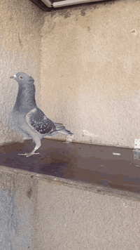 السلام عليكم متاح تك فحل جيني مكعكل رابطته 2025 واضح بل تصوير مكاني بغداد حي ؤر ام الكبر والغزلان وهذا رقمي ***********
