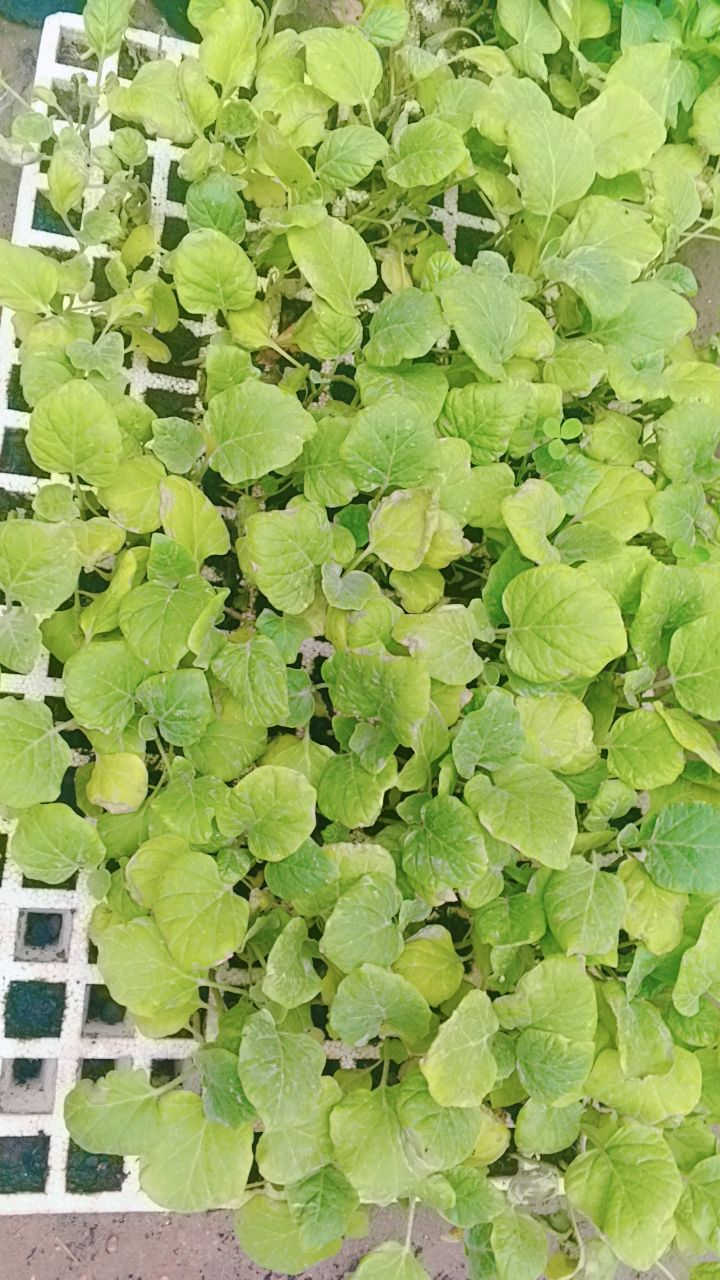 يتوفر دايات فلفل حار بارد 
طماطه
باذنجان 
عنوانه كوفه شارع عبد العال خلف مديريه الماء مال كوفه يوجد توصيل كوفه ونجف فقط ***********
