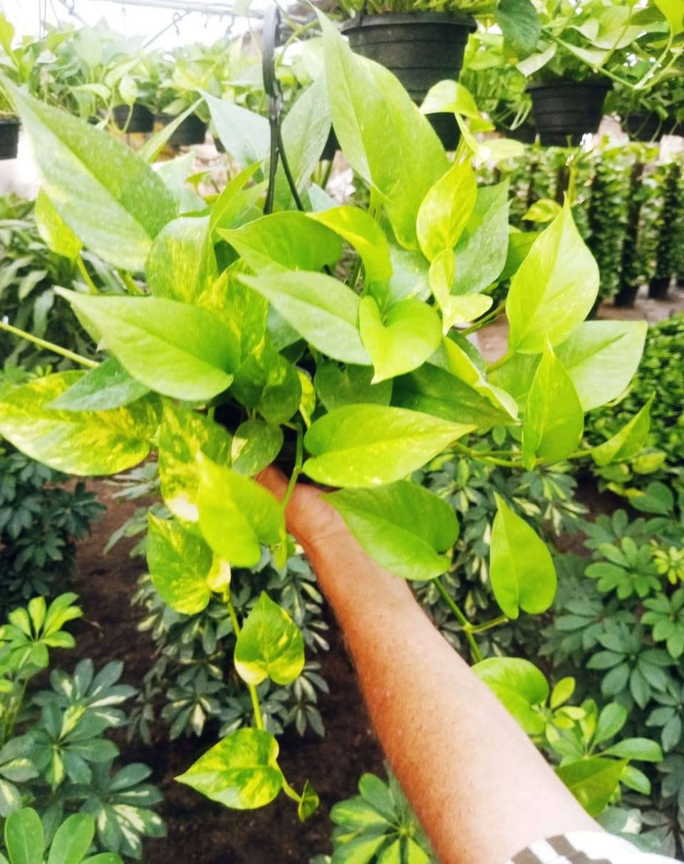 🌿✨ وصلت أجمل أنواع البوتس الطبيعية بأقل الأسعار 
 البوتس الاستيك متر ونصف 
 البوتس المتر العريض 
 البوتس الهانج 
ديفنباخيا تروبك 
السنجونيوم الهانج 
لمسة فخامة وأناقة تناسب المنزل والمكتب والحدائق الداخليه 
✅ نباتات صحية 
✅ جودة ممتازة 
✅ مناسبة للمنزل، المكاتب، الكافيهات، والفلل
✅ سهلة العناية وتضيف لمسة طبيعية فاخرة
📍 متوفر الآن لدى Royal Garden 
بأقل الأسعار  💪


**إذا كنت صاحب هذا الإعلان وتريد حذفه لأي سبب، رجاءا أرسل رسالة إلى الدعم الفني**