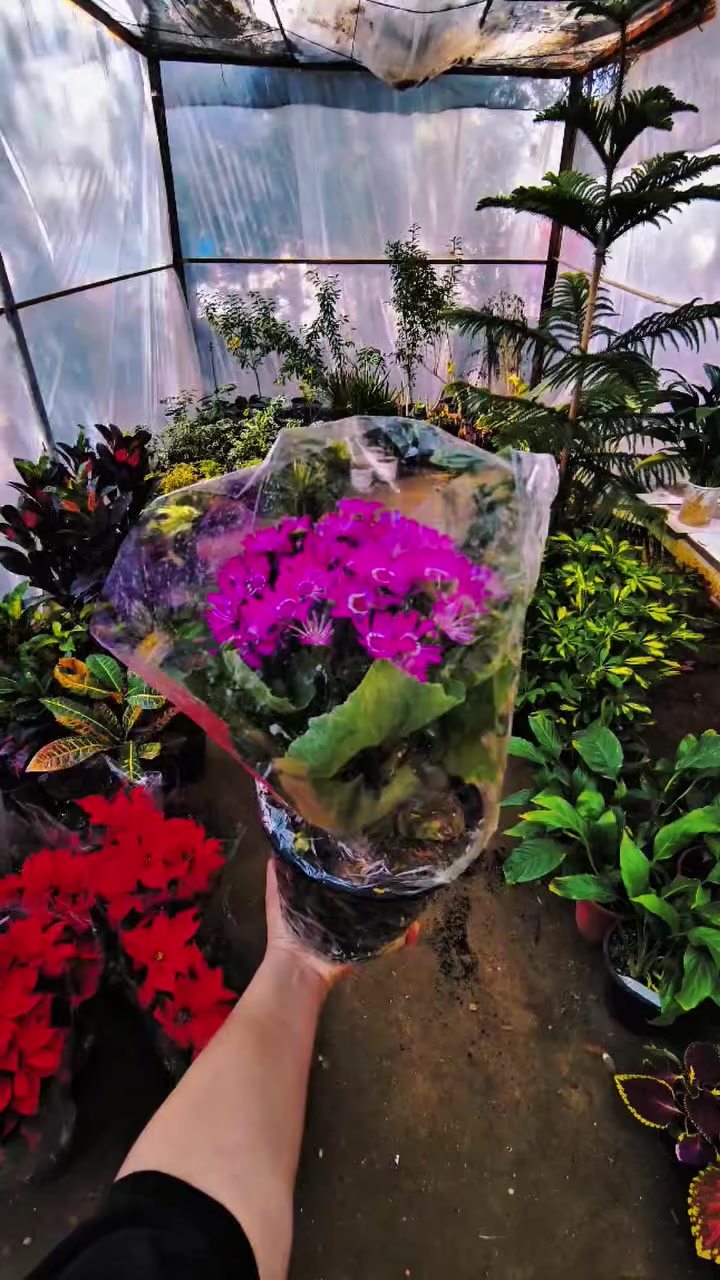 يومكم مبارك 🎋
عروض متوفره داخل #مشتل_النورين🌹🎋

  تتوفر كميات من الورود إلضليه 🪴

كذالك الأشجار المعمرة 🎋🌴☘️

 الورود الموسميه والدائميه 🪴🎍

 كذالك وفرتلكم الورود المائية وبجماليه كلش مختلفه 🌲

🌴

 #عنوانه_شارع_الغطاس_خلف_المجمع_السوري


**إذا كنت صاحب هذا الإعلان وتريد حذفه لأي سبب، رجاءا أرسل رسالة إلى الدعم الفني**