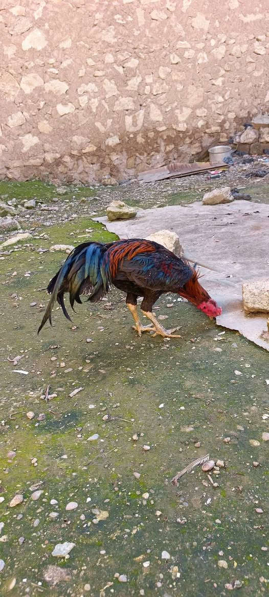 متاح ديج هندي مخلف عمرة ١١شهر لعبة فول حايد و يدوس  سعرة 30 مكاني جنوب الموصل حمام العليل 
***********
***********
