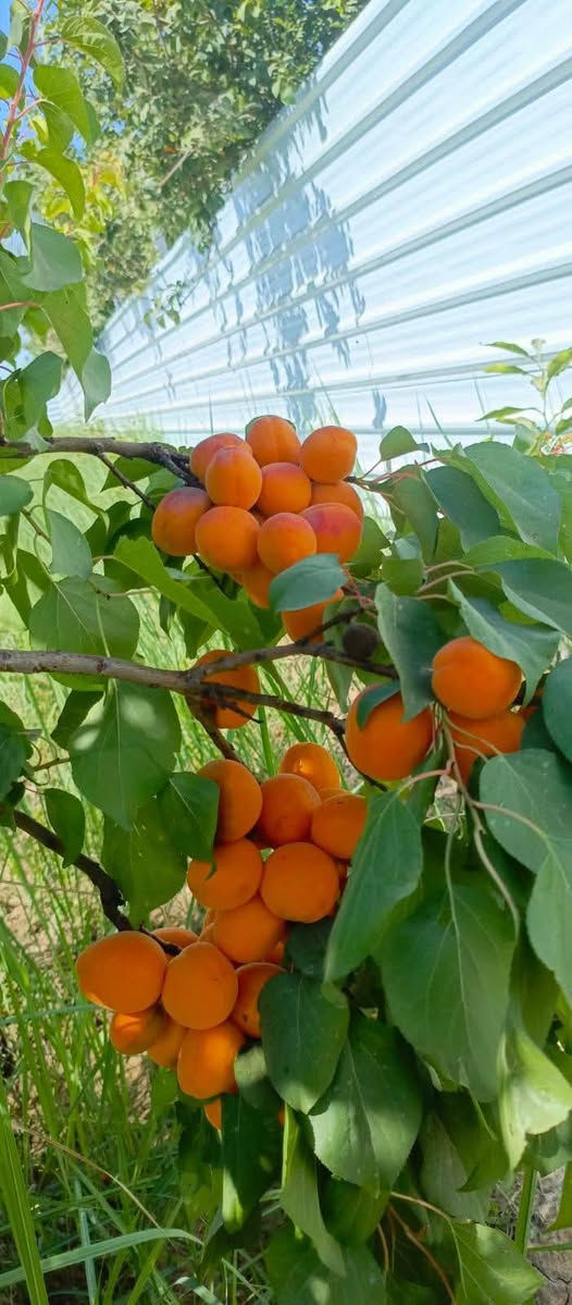 🌳 فرصة مميزة لامتلاك بستان صغير في بغداد – الراشدية 🌳
📍 الموقع: بغداد – الراشدية، نهاية منطقة العاصفة
📐 المساحة: 500 متر مربع
📄 نوع السند: طابو زراعي – سند 25
✅ مميزات العقار:
تتوفر جميع الخدمات
🚰 ماء إسالة
💧 ماء سقي
⚡ كهرباء
🔒 مسيّج بالكامل
📏 الواجهة: 21 متر
📏 النزال: 24 متر
🌿 مناسب للسكن الريفي، أو الاستراحة العائلية، أو الاستثمار الزراعي.
💰 السعر: 37 مليون دينار عراقي 🤝 السعر قابل للتفاوض
📞 للاستفسار والتواصل: ***********
