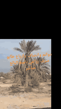 يتوفر دوانم وانصاف وارباع وباسعار تنافسية طابو صرف زراعي باسم البائع م...