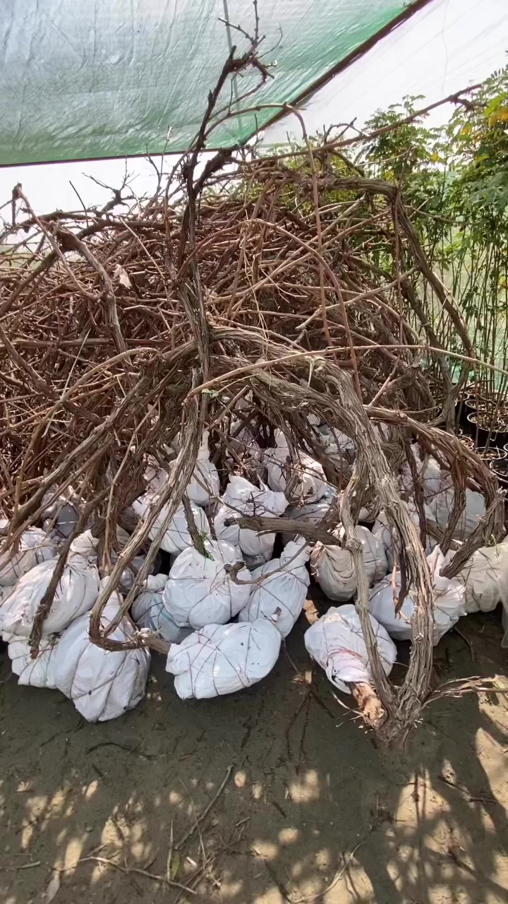 على بركة الله
نعلن لزبائنا الكرام عن توفر  االعنب الاسود مالت المحاجير  
عنوان المشتل النجف قضاء المناذره شارع العام عمود ٩٣ لتواصل خاص او واتساب ٠٧٨٠١٢٨٧٣٨


**إذا كنت صاحب هذا الإعلان وتريد حذفه لأي سبب، رجاءا أرسل رسالة إلى الدعم الفني**