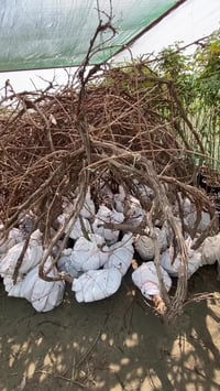 عنب اسود • مشتل النجف • قضاء المناذرة