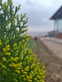 طابو زراعي • سند ٢٥ • ١٢٠٠م