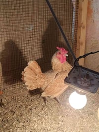 ديج سباني • عسلي • القرنه