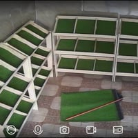 بسطيات • مخضرة • جديدة