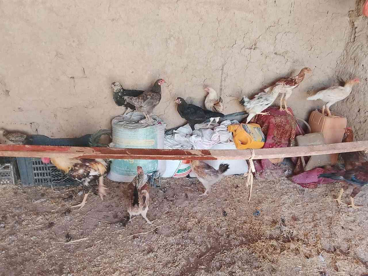 سلام وعليكم يوجد دجاج عرب،للبيع فراريج وديوكه،ويوجد،دجاجه،وراها6افراخ سعره35.  ***********
