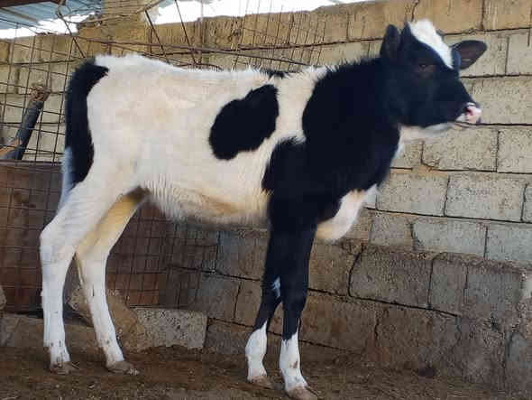 السلام عليكم بچر فريزي زراعيه درجى اولى عمرها 7تشهر رقم واحد المكان صلاح الدين  الشرقاط الخضرانيه ***********
