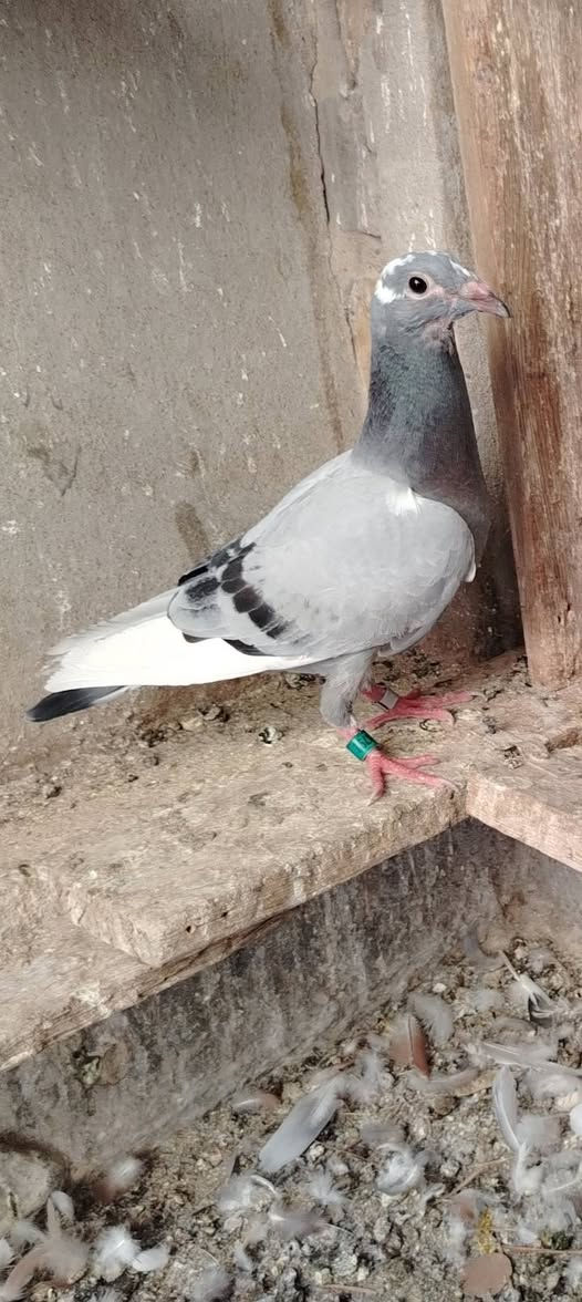 السلام عليكم متاح 7 فرخات رابطه ٢٦ طيور خط اول خشنات ملقحات لقاح بلجيكي بعدهن جوه امهاتهن سعر الزوج ب ٢٠ الف بيهن مجال مكان بغداد مدينه الصدر ماكو توصيل ***********
