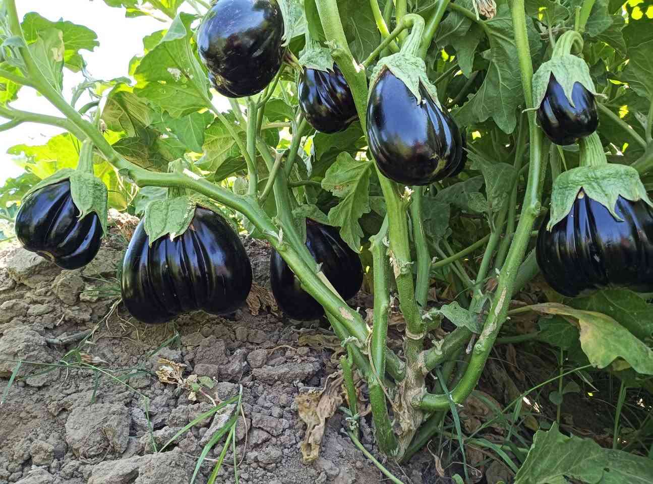 السلام عليكم اخوان توجد دايا مال بيتنجان البزر سوري اتعهد بالنوعيه مثل ما موضح بالصوره المكان بابل النيل جسر كيش اتصل على الارقام  ***********ا ***********
