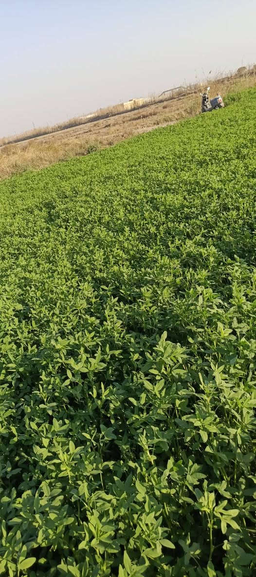 مكلف بالنشر،،،،أرض زراعية للبيع المساحه 2دونم توجد فيها أسأله ماء وما سكي وكهرباء رئيسيه تبعد عن الشارع العام 200متر شارع رئيسي التفاصيل أكثر اتصل ع الارقام‏‪***********‬‏
‏‪***********‬‏
