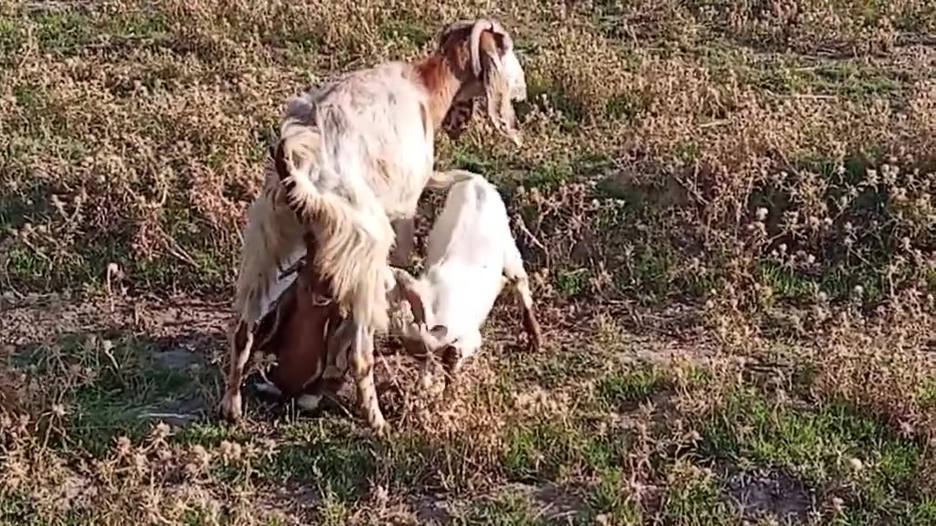 جواهه فحل ونثيه  ولي يدور عجل او بجر او طليان كصابه متوفر كلشي مكاني بابل جبله توصيل ماكو //***********
