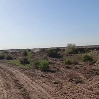 الصويره • ٦٠ دونم • ماء سقي