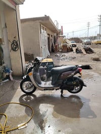 بيش فله • درجه جديدة • كوت