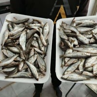 معسل • ابو زريده • توصيل