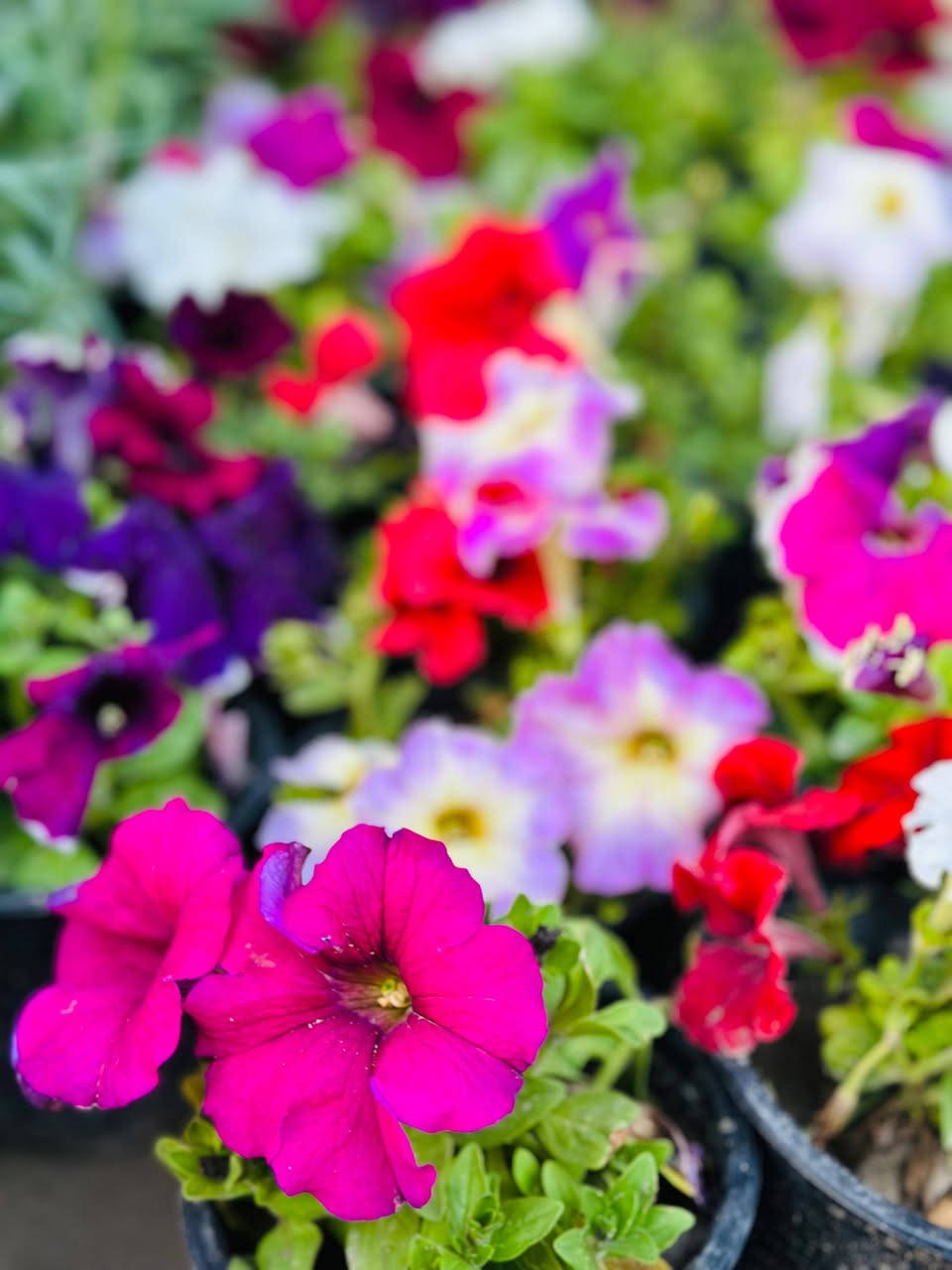 وصول الان🤗🌹
#مشتل_النورين 
 الثيل السجادي 🍀🌿
 لاين حدائق 🌴
ورد جوري كافة الانواع🌹💐
 اوراد الزينه الضلي والخارجي 🎍

عنواننا:#واسط_الصويرة_شارع_الغطاس_خلف_المجمع_السوري 🪻

أوقات الدوام 
من الساعة 8:00 صباحاً
إلى الساعة 7:00 مساءً 
 كذالك يتوفر توصيل داخل صويره فقط 🚖🚘


**إذا كنت صاحب هذا الإعلان وتريد حذفه لأي سبب، رجاءا أرسل رسالة إلى الدعم الفني**