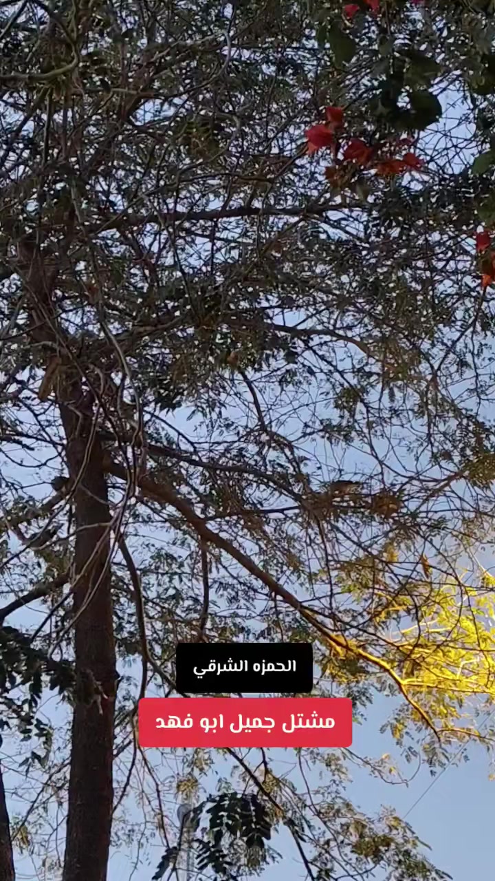 وعلى اصوات الطبيعة


**إذا كنت صاحب هذا الإعلان وتريد حذفه لأي سبب، رجاءا أرسل رسالة إلى الدعم الفني**