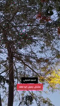 الحمره الشرقي • أصوات الطبيعة • ديكور