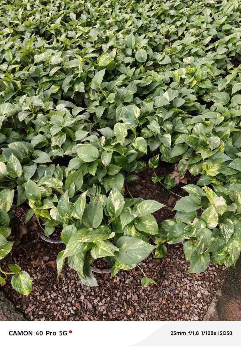 ياالله على بركه الله توجد لدينا جميع انواع النباتات الداخلية والخارجية وبأسعار تنافسية الاصحاب المشاتل وكميات كبيرة
عنوان المشتل طريق حله هاشميه مقابل شركه الرنا طريق ياحسين 
يوجد لدينا توصيل لجميع المحافظات 
البيع جمله ومفرد 
استفسار: ***********
