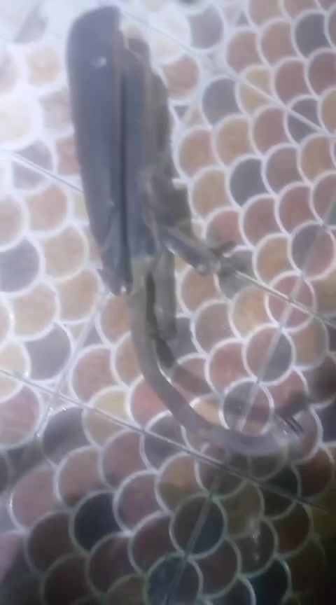 سلام عليكم غراض ماكس البيع شراي طبلي خاص مكاني ابو الخصيب حمدان


**إذا كنت صاحب هذا الإعلان وتريد حذفه لأي سبب، رجاءا أرسل رسالة إلى الدعم الفني**