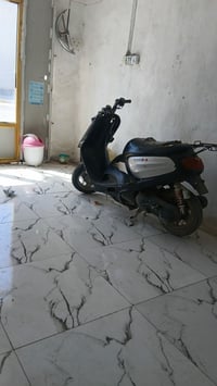 ذبانه منغولي • كفر امامي • مستعجل