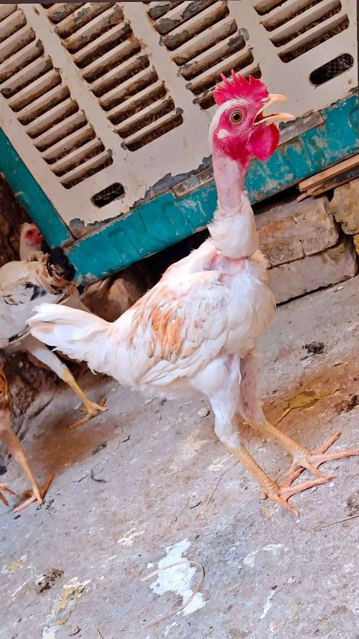 ســلام عـــلــيكم شباب دجاجات للــبــيــع العدد 15بيهن ابو ركبه وبيهن عربي يردن يبيضن جوز شهر ويبيضن ملقحات الزوج 16 قفل قفل واني بخدمتكم يجي خاص صاحيات مابيهن شي مكان النصر كبار والله *********** واتساب الشراي اتصل الرقم
