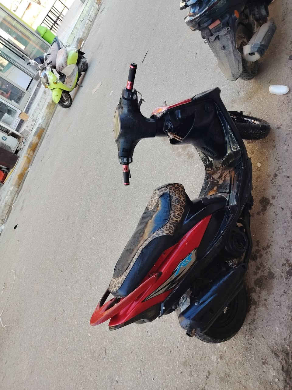 منغولي عدله للبيع ***********
