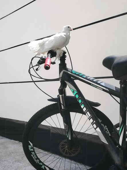 سلام عليكم بايسكل دراجة جبلية كريستال (28 بوصة) قابلة للطي من توب فيت، مساعد هيدروليكي، مقود سهل القفل بـ 21 سرعة حلو ونضيف كلشي مابي بس كير مال سرعه عطلانات بريكات كلشي شغال سعر 120و💸بي مجال رقم *********** مكان بغداد جسر ديالى
