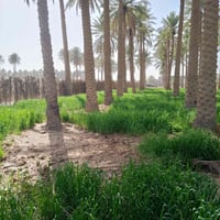 صقلاويه • دونم و ربع • واجهة 100م