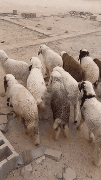 السلام عليكم طليان عدد 10 نص بنص طليان كلش حلوات وشرط الصحاة طليان مال رباط كلش حلوات ومناسبات سعر واحد ب180 عنواني بصره الزبير رقمي ***********
