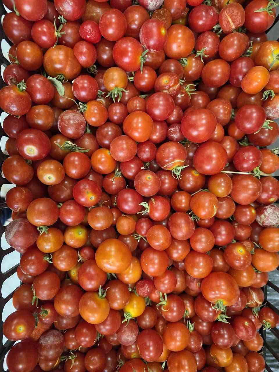 بسم الله 
وع بركه الله 
مسواك اليوم خير وبركه ان شاءالله 
متوفر جميع انواع الفواكه والخضراوات 🍇 🍒 🫑 🫛 🌶 🍋‍🟩 🍇 🍒 🫑 🫛 🌶 🍋‍🟩 🍇 🍒  
كل ماهو جديد يم بقالة اليرموك 
العنوان البيت الصيني محلات كوزمتك باريس سابقااا 
متوفر توصيل صباحا ومساءاا 
هاتف ***********
