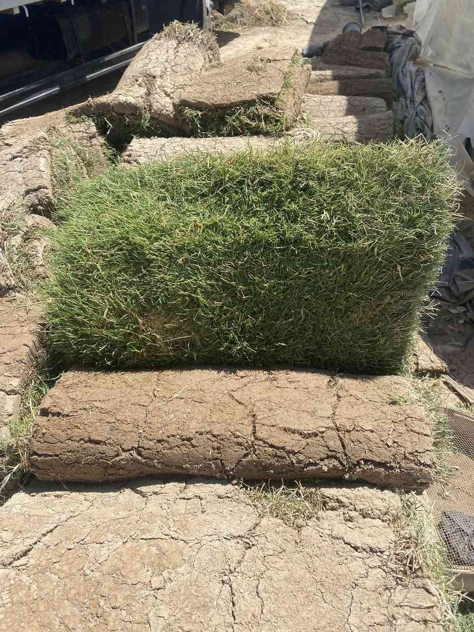 السلام عليكم وجبة جديده من الثيل الهندي والإنكليزي #مشتل الكوثر# طريق الزاب شميط قرب محطة بانزين خانة الرميلي وقاعة الهيبه للاعراس التواصل ع الرقم ***********واتساب
