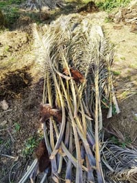 سعف نخيل بابل • نظيف • الحلة