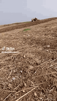 تركتر جزايري البيع موديل 2002 محرك شرط  استفسار  عل رقم 07729315916