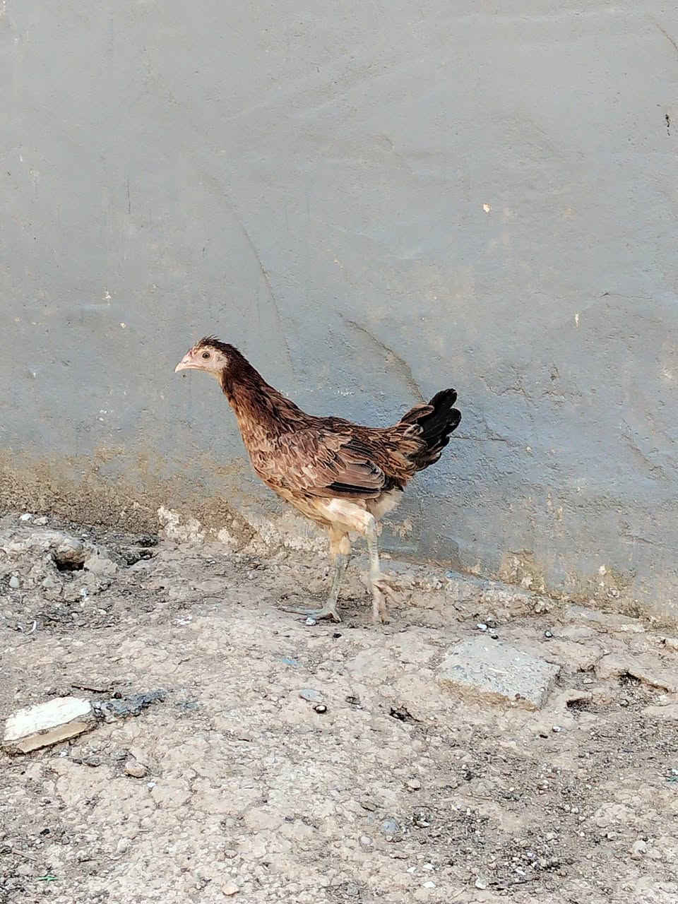 متاح
فروجه عرب اصلي شوكي 
صحه خير من الله 
ملقح كامل ثلاثي ورباعي زيتي 
نشاطه فول نقش حلو
عمرها 4 اشهر 
سعر ب 10 قفل
عنواني موصل ايسر كوكجلي 
خاص مفتوح


**إذا كنت صاحب هذا الإعلان وتريد حذفه لأي سبب، رجاءا أرسل رسالة إلى الدعم الفني**