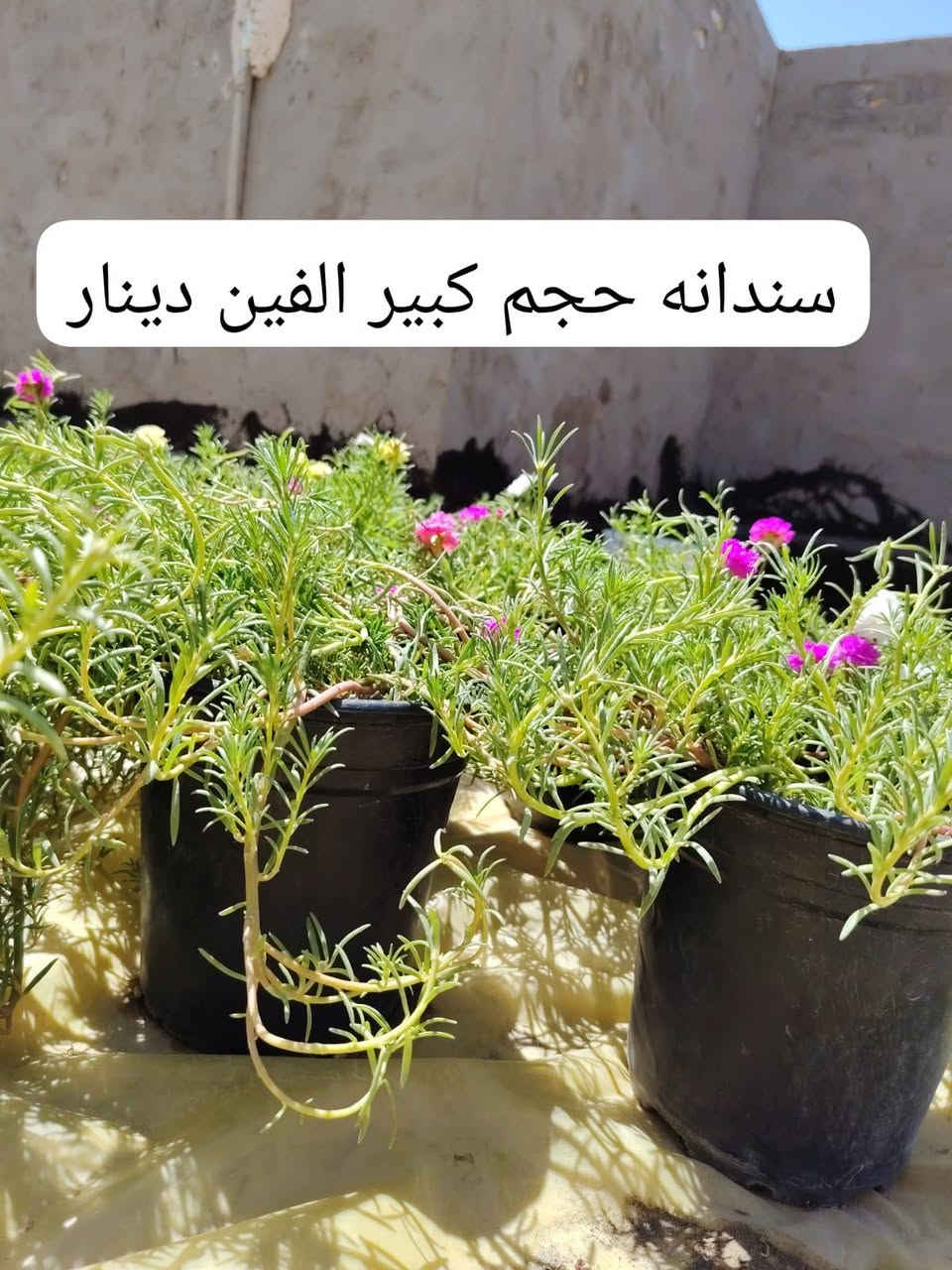 *********** للحجز
