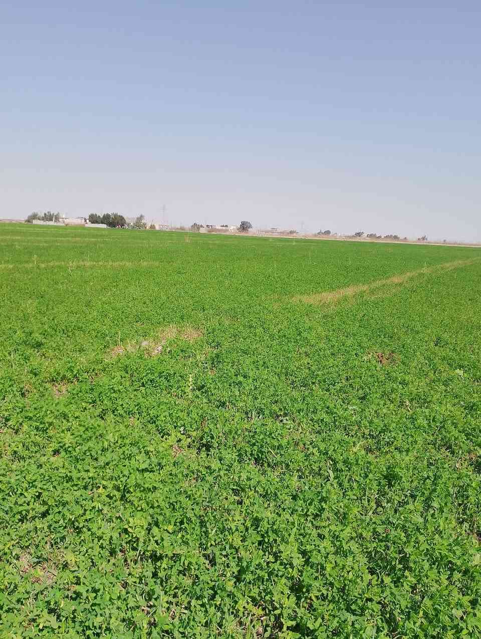 سلام عليكم برسيم للبيع مكان واسط الدبوني للستفسار اتصال على الرقم ***********
