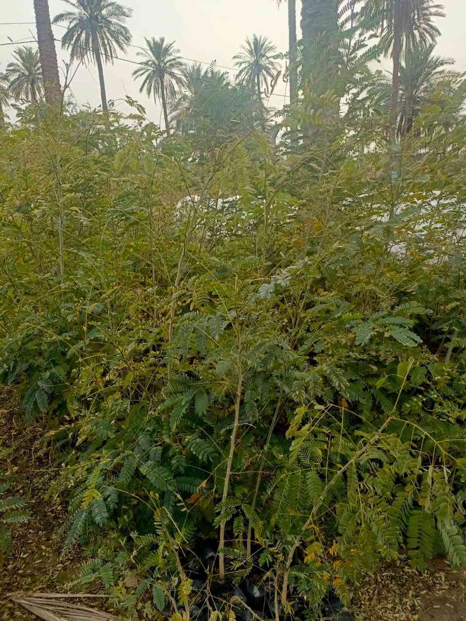 البيزيا ارتفاع متر ونص الى مترين جيس الرقم ***********
