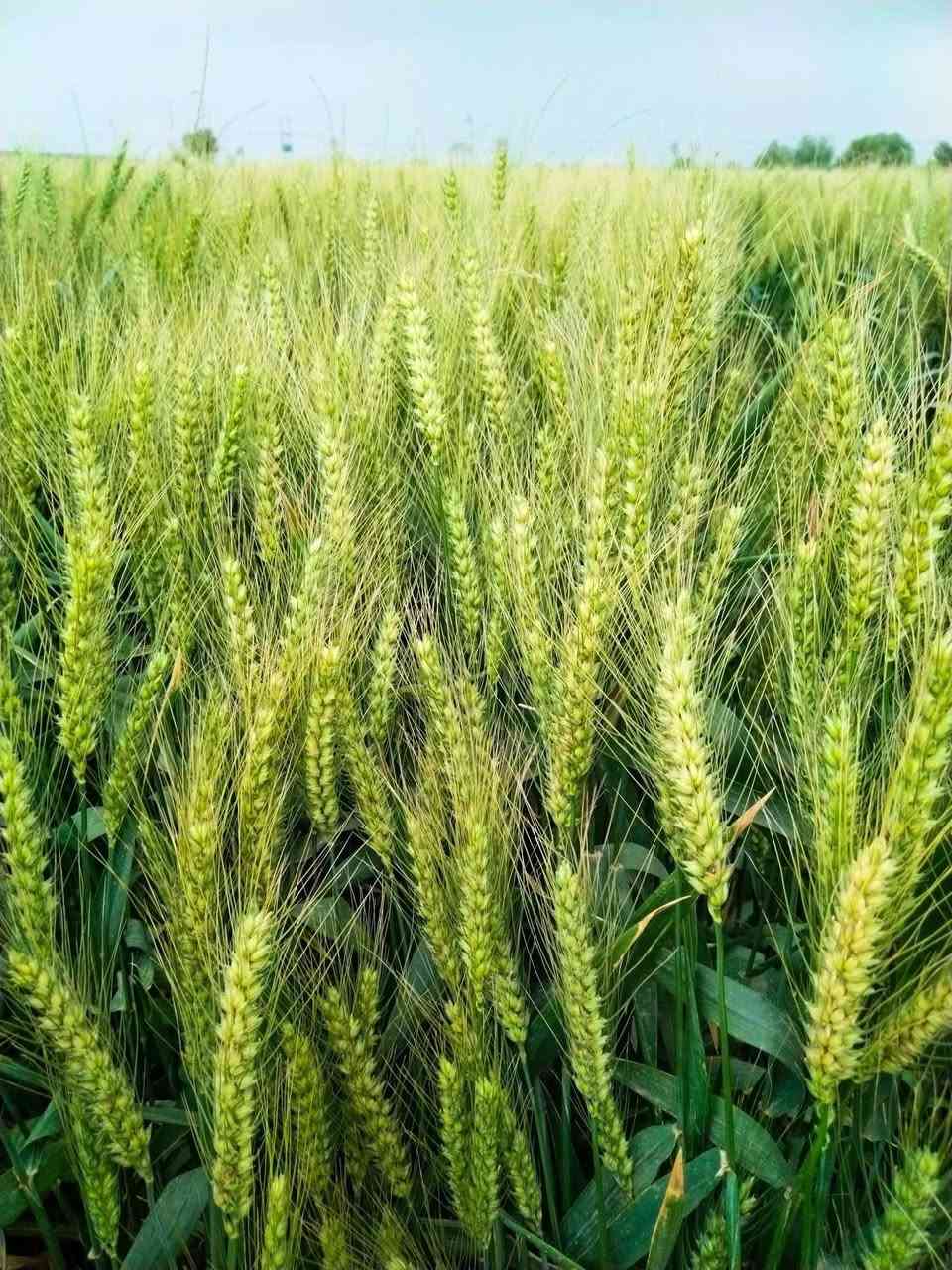 حنطه عربيه درجه رقم الهاتف *********** واسط شحيميه 
@إشارة
