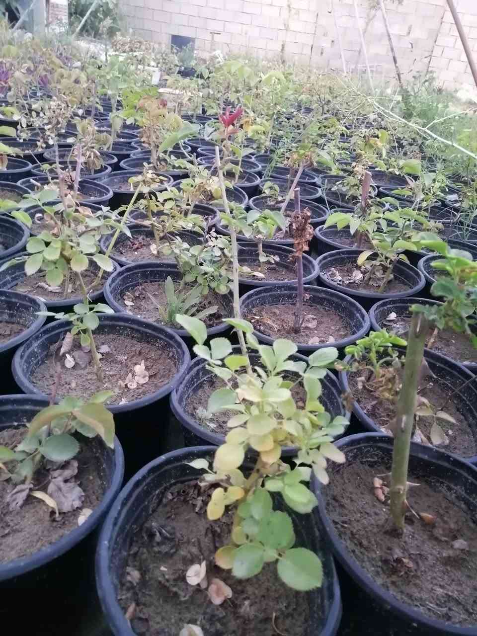 يتوفر ورد جوري سلطاني عطري وهولندي السندانا ب1000فقط تنويه  الورد مخبوط ويتوفر مكحلة ب250فقط


**إذا كنت صاحب هذا الإعلان وتريد حذفه لأي سبب، رجاءا أرسل رسالة إلى الدعم الفني**