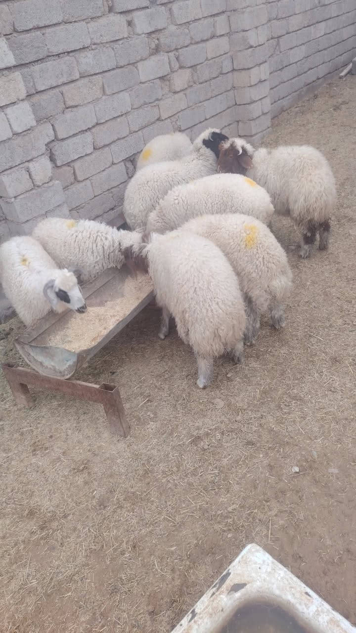 اللهم صلي على محمد وال محمد 
#يوجد_طليان_مال_ذبح_و_ربط ناصحات شرط النصاحه علئ كل عيب مابيهن العدد 8 كصه واحده وزن الطلي 20 كيلو  المكان صلاح الدين بيجي رقم الهاتف *********** + ***********
